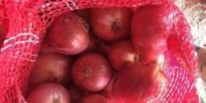 Organic Red Onion