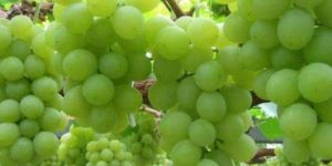 Fresh Green Grapes