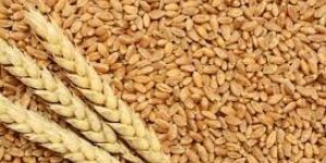 Fresh Wheat Seeds
