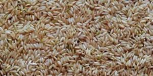 Brown Rice