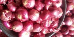 Fresh Red Onion