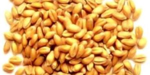 Hybrid Wheat Seeds