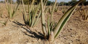 Aloe Vera Leaf