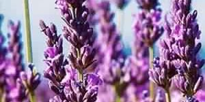 Lavender Oil CG