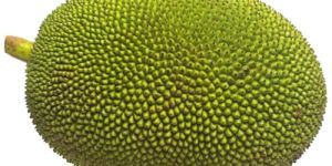 Natural Jackfruit