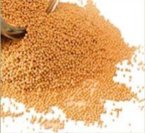 Yellow Mustard Seeds