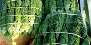 Fresh Bitter Gourd