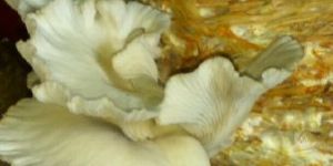 Fresh Oyster Mushroom