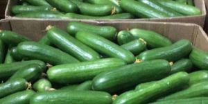 English Cucumber
