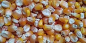 Maize Seeds