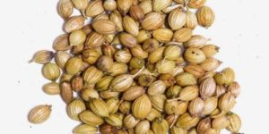 Coriander