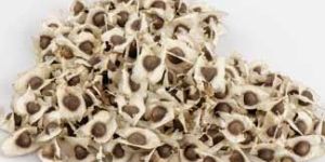 Moringa Seeds