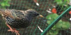 BIRDS SAFETY NET