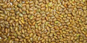 Sesbania Seed