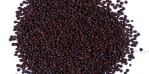 Mustard Seeds