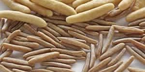 KARELA STICK ONION