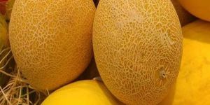 Muskmelon