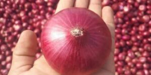 Dubai Quality Onion