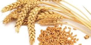 Indian Wheat Seeds
