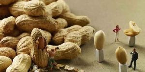Groundnut in Shell