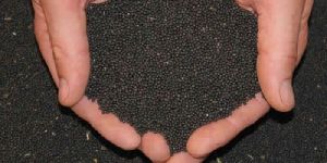 Mustard SeedSesame Seed