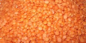 Red Lentil
