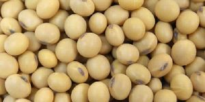 Soya Bean Seed