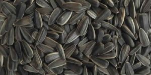 Sunflower Seed