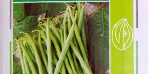 Hybrid Sweetcorn Seeds