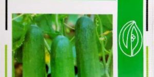 Hybrid Cucumber Seeds