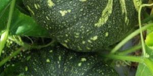 Hybrid Pumpkin Seeds