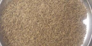 Cumin Seeds