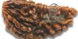 Rudraksha