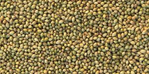 Whole Coriander Seeds