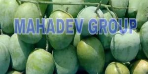Raw KESAR Mango