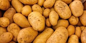 Fresh Brown Potato