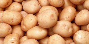 Fresh Chipsona Potato