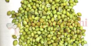 Coriander Seed