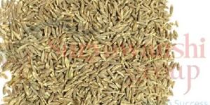 Cumin Seed