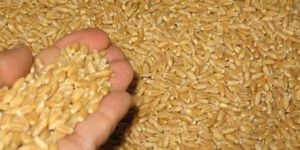 Sharbati Wheat Seeds
