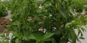 Stevia Plants