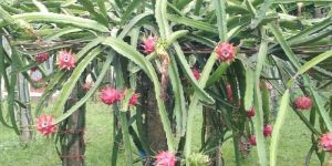 Dragon Fruit Plant