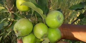 Hariman 99 Apple Plant