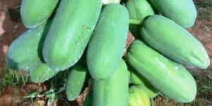 Papaya Contract Farming