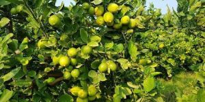 Seedless Lemon Plant