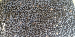 Yellow Shatavari Seeds