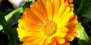 Marigold Flower