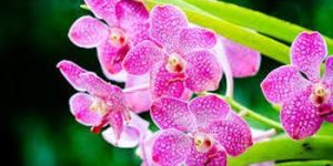 Pink Orchid Flower
