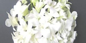 White Orchid Flower