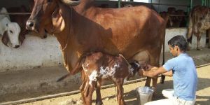 Cow Milk